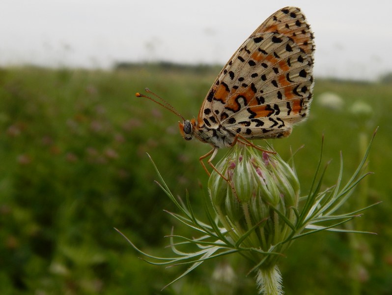 Melitae didyma M e F